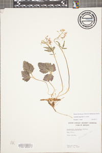 Cardamine angustata image