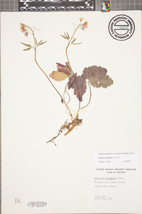 Cardamine angustata image