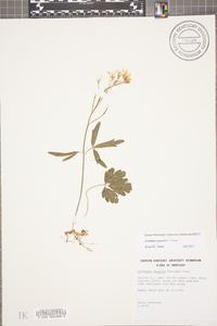 Cardamine angustata image