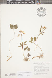 Cardamine angustata image