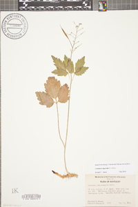 Cardamine angustata image