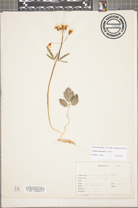 Cardamine angustata image