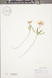 Cardamine angustata image