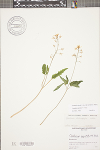 Cardamine angustata image