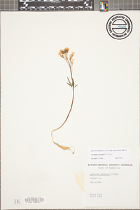 Cardamine angustata image