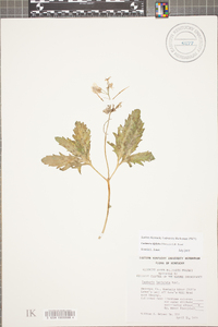 Cardamine diphylla image