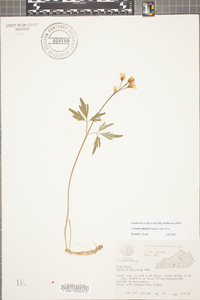 Cardamine diphylla image