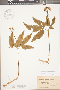 Cardamine diphylla image