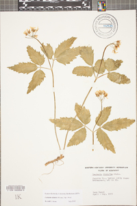 Cardamine diphylla image