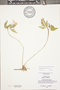 Cardamine diphylla image