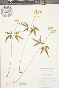 Cardamine diphylla image