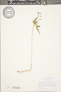 Cardamine diphylla image