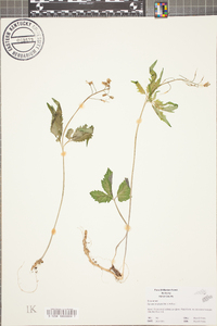 Cardamine diphylla image