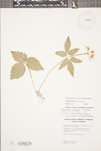 Cardamine diphylla image