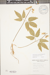 Cardamine diphylla image