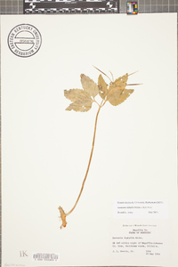 Cardamine diphylla image