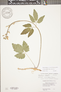 Cardamine diphylla image