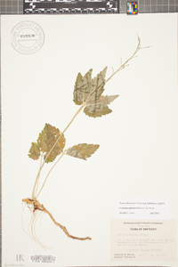 Cardamine diphylla image