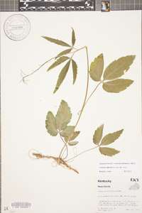 Cardamine diphylla image