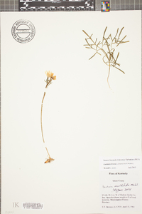 Cardamine dissecta image