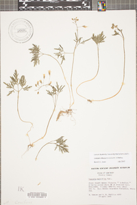 Cardamine dissecta image