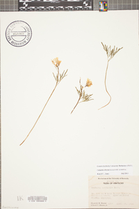 Cardamine dissecta image