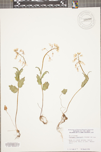 Cardamine douglassii image