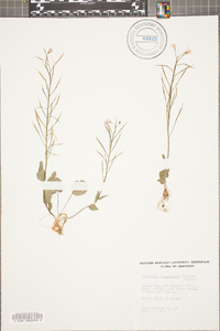 Cardamine douglassii image