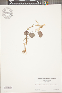 Cardamine douglassii image