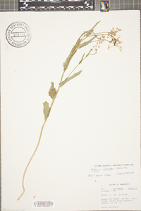 Cardamine rhomboidea image