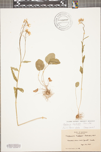 Cardamine rhomboidea image