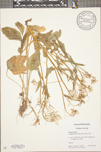 Cardamine rhomboidea image