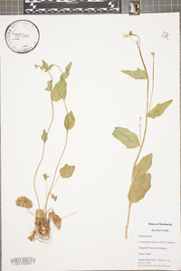 Cardamine bulbosa image