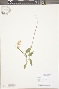 Cardamine rhomboidea image