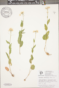 Cardamine rhomboidea image