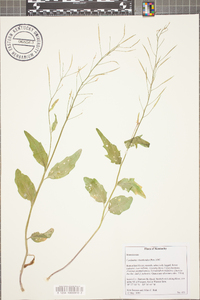 Cardamine rhomboidea image