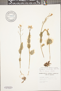 Cardamine rhomboidea image