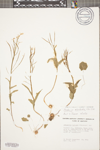 Cardamine rhomboidea image