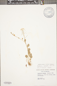 Cardamine rhomboidea image