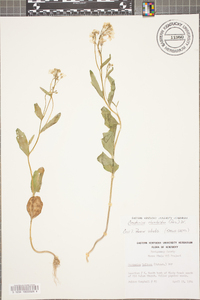 Cardamine rhomboidea image