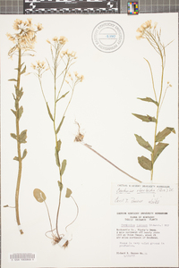 Cardamine rhomboidea image