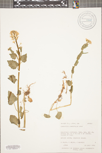 Cardamine cordifolia image