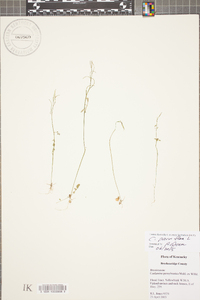 Cardamine parviflora image