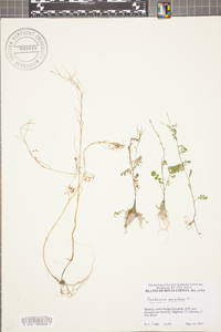 Cardamine parviflora image