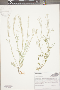 Cardamine parviflora image