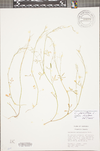 Cardamine parviflora image