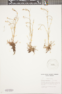 Cardamine parviflora image