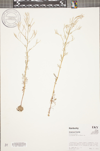 Cardamine parviflora image