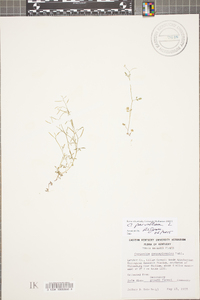 Cardamine parviflora image