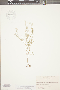 Cardamine parviflora image